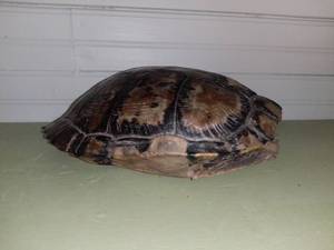 lot 20524 image: Tortoise Shell