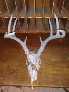 lot 1112 image: Deer Skull