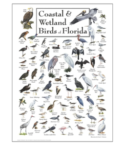 lot 31069 image: EARTH SKY AND WATER 19 X 27 POSTER OF BIRDS OF FLORIDA