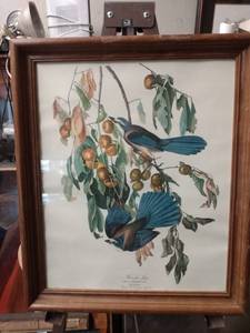 lot 4289 image: framed Audubon print of the Florida Jay 16 in wide 19 in tall