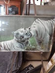 lot 4303 image: framed print of two white tigers 34 in wide 23 in tall
