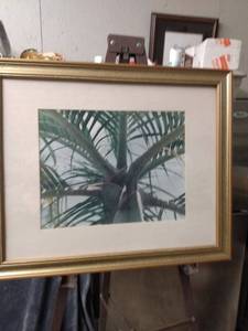 lot 4351 image: framed picture of a palm tree 22 12 in wide 18 and 12 in tall