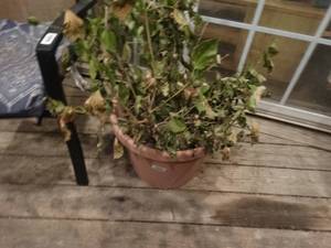 lot 33120 image: Plant in lg planter