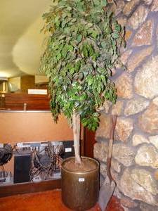 lot 33170 image: lg faux tree w planter