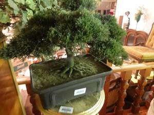lot 33210 image: Faux Bonzi tree