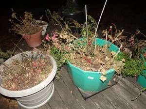 lot 33409 image: Planters w live plants