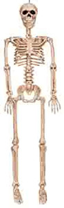 lot 6735 image: Seasons Poseable Skeleton Halloween Decoration Bone 36 in. H x 4 in. W x 9-12 in. L
