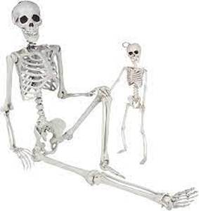 lot 1618 image: Ozmi Posable Halloween Skeleton