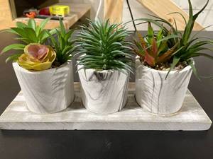 lot 2621 image: Succulent Set