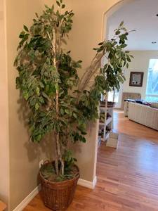 lot 1060 image: Artificial 8 foot ficus tree