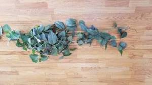lot 1135 image: Faux greenery approx 4 ft x 1 ft