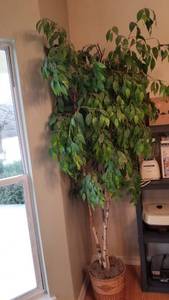 lot 1402 image: Faux ficus plant approx 84