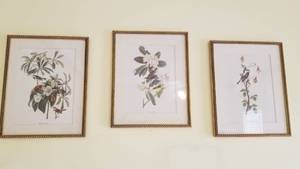 lot 1524 image: Framed bird prints 15 x 12 set of 3