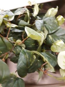 lot 37128 image: artificial plant