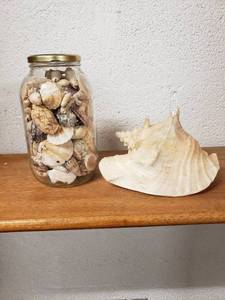 lot 58310 image: Lot of Shells
