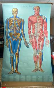 lot 7674 image: Large Anatomy Roll-Down Classroom Poster - Denoyer Geppert - KL1 Skeleton and Musculature Front View - Spring Loaded works great - HARTSHORN MAP ROLLER Base Amazing Condition for its age