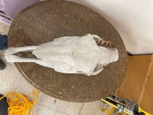 lot 60414 image: old cow skull
