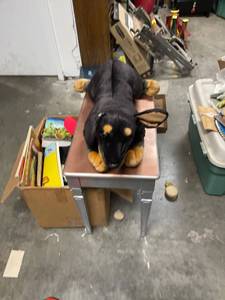 lot 60582 image: large dog
