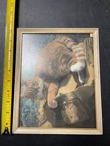 lot 60642 image: cat picture