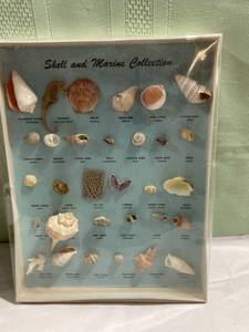 lot 7944 image: Shell and Marine collection