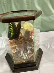 lot 9949 image: 6 12 x 5 34 display with butterflies. Stands 8 14