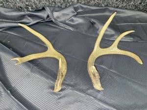lot 1382 image: Set of Antlers