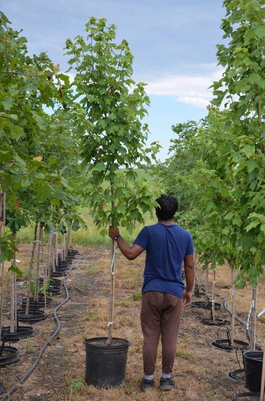 lot 1309 image: October Glory Maple