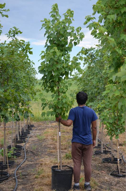 lot 1310 image: October Glory Maple