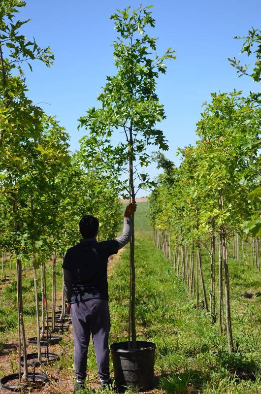 lot 1311 image: Pin oaks