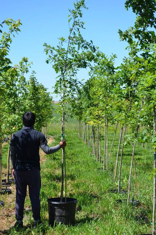 lot 1312 image: Pin oaks