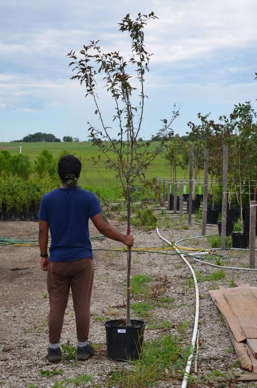 lot 1317 image: Prairie Fire Crabapple