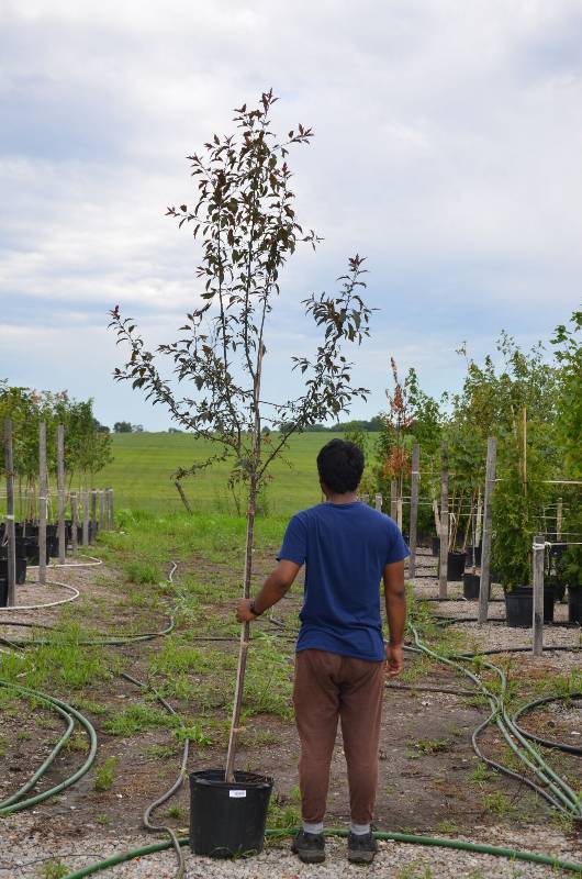 lot 1318 image: Prairie Fire Crabapple