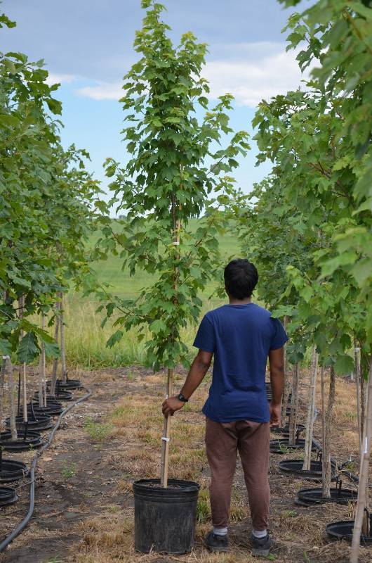 lot 1321 image: October Glory Maple