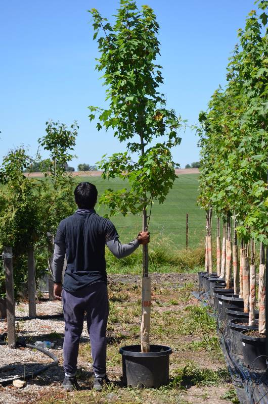 lot 1322 image: October Glory Maple