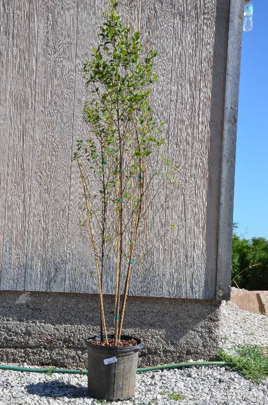 lot 1323 image: Dura Heat Birch