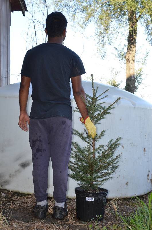 lot 1341 image: Norway Spruce