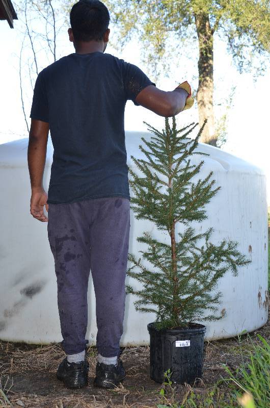 lot 1342 image: Norway Spruce