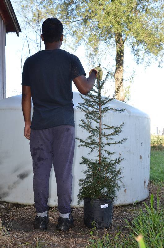 lot 1343 image: Norway Spruce