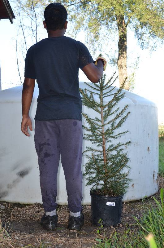 lot 1344 image: Norway Spruce
