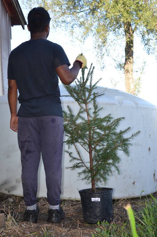 lot 1345 image: Norway Spruce
