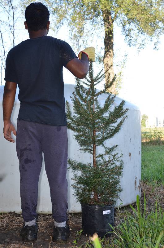 lot 1346 image: Norway Spruce