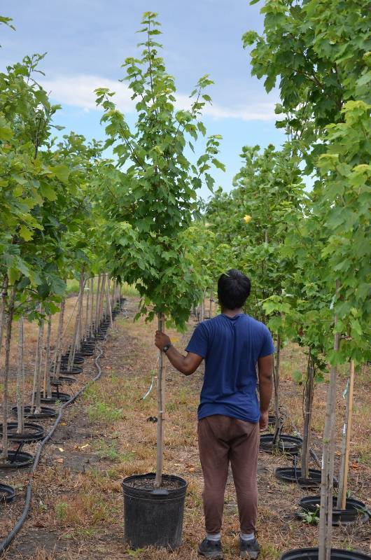 lot 1359 image: October Glory Maple