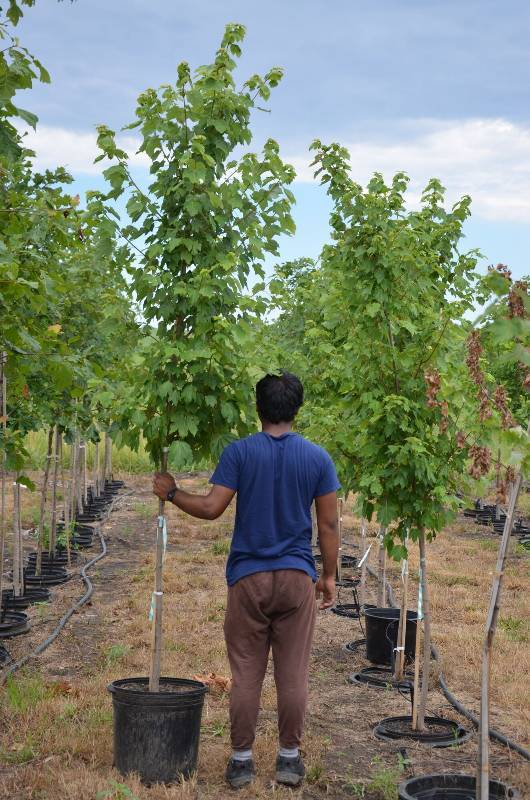 lot 1360 image: October Glory Maple
