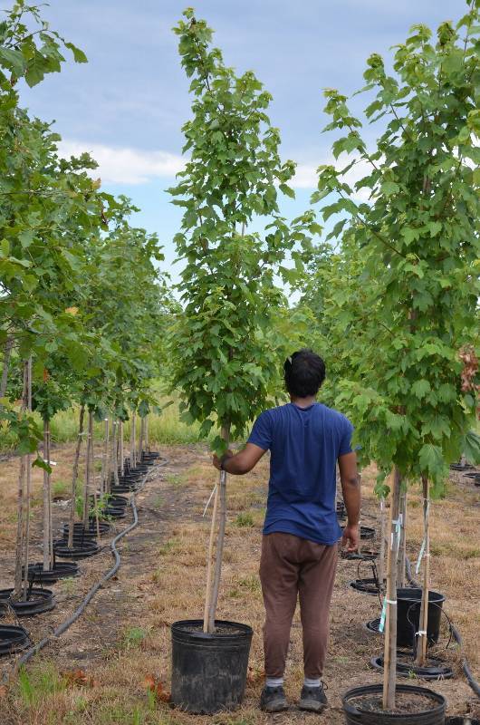 lot 1361 image: October Glory Maple