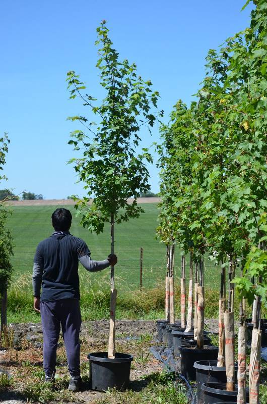 lot 1362 image: October Glory Maple