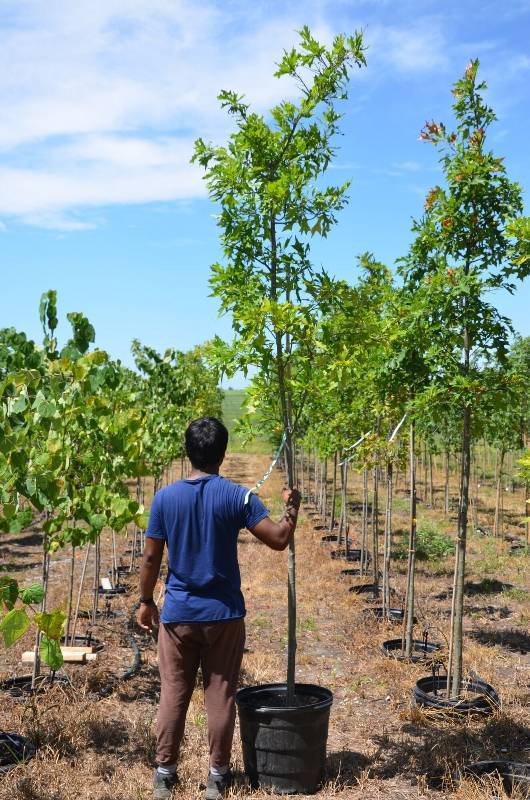 lot 1365 image: Pin Oak