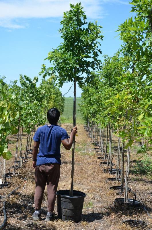 lot 1367 image: Pin Oak