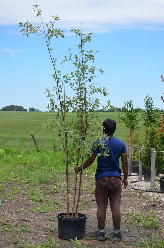 lot 1368 image: Birch 10 foot