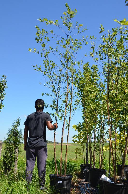 lot 1369 image: Birch 10 foot