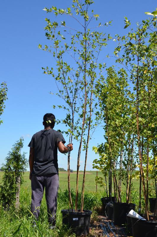 lot 1370 image: Birch 10 foot
